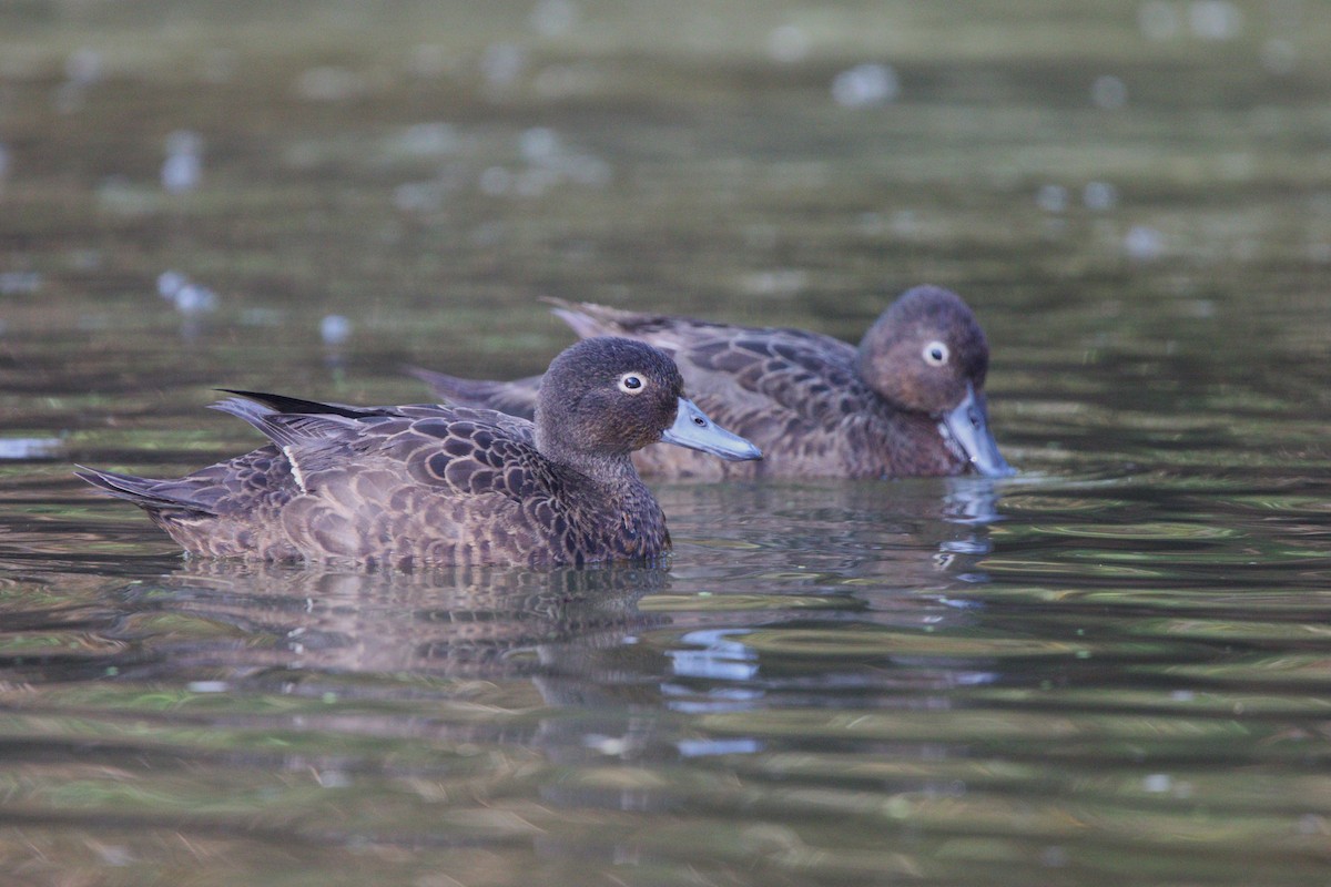 Brown Teal - ML643253755