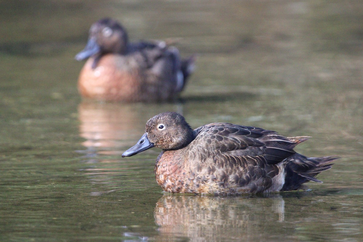 Brown Teal - ML643253759