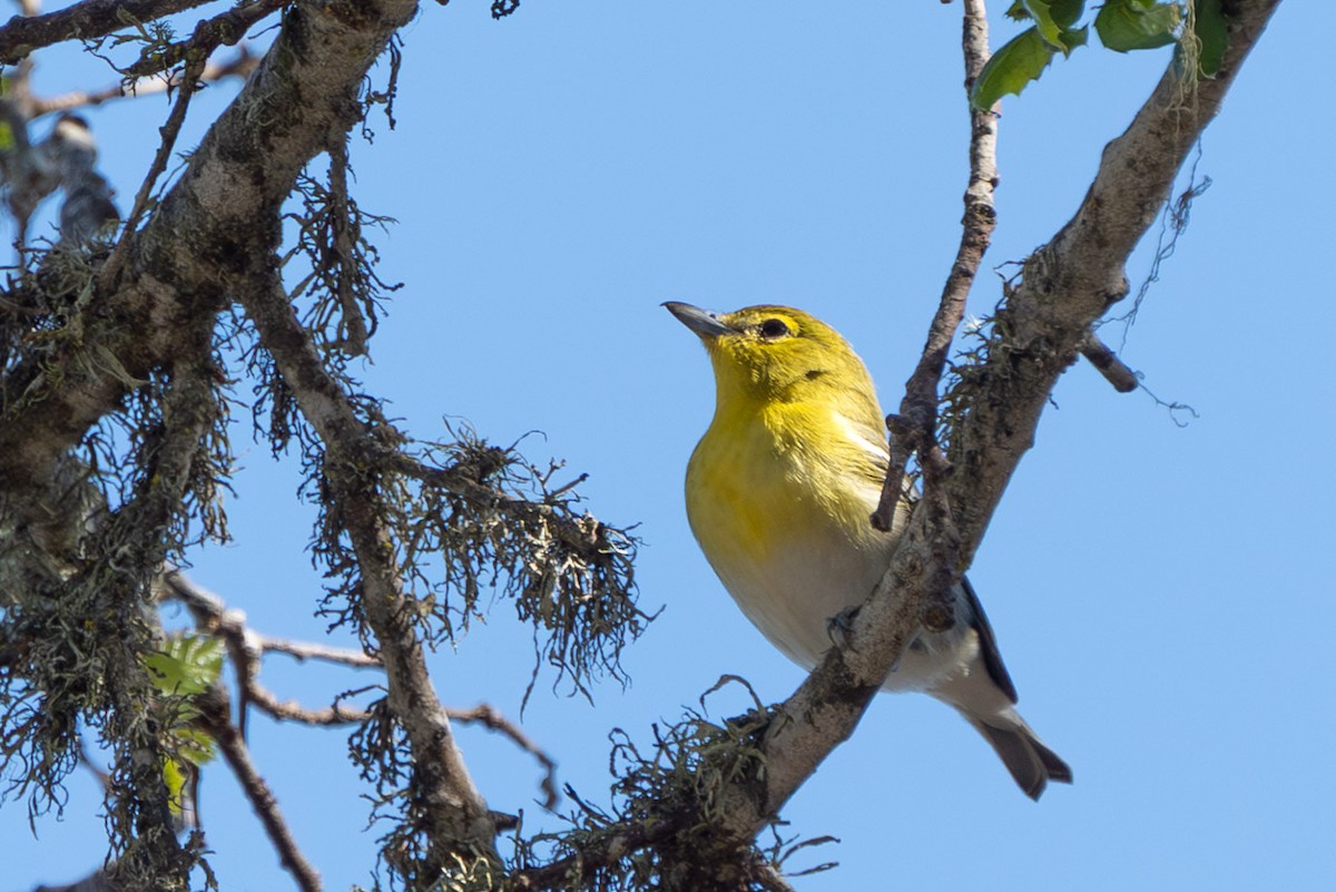 Yellow-throated Vireo - ML643253798