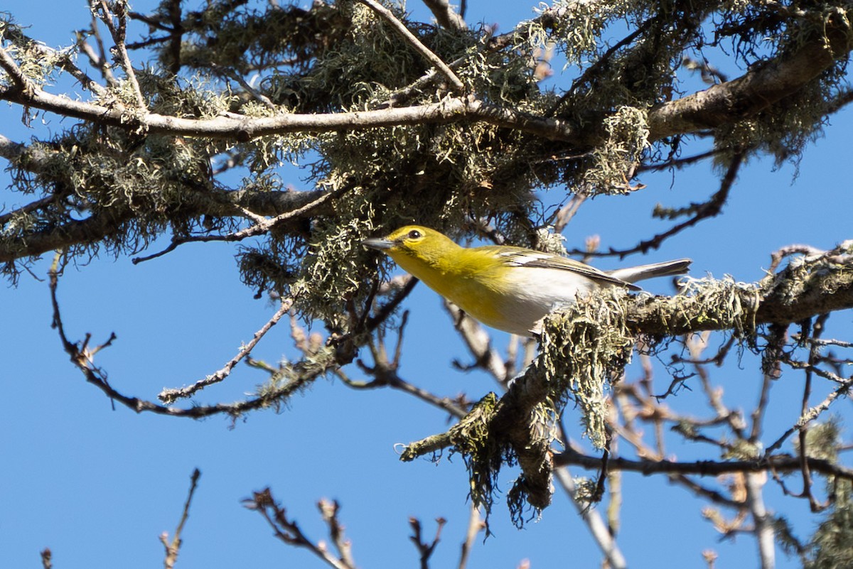 Yellow-throated Vireo - ML643253799