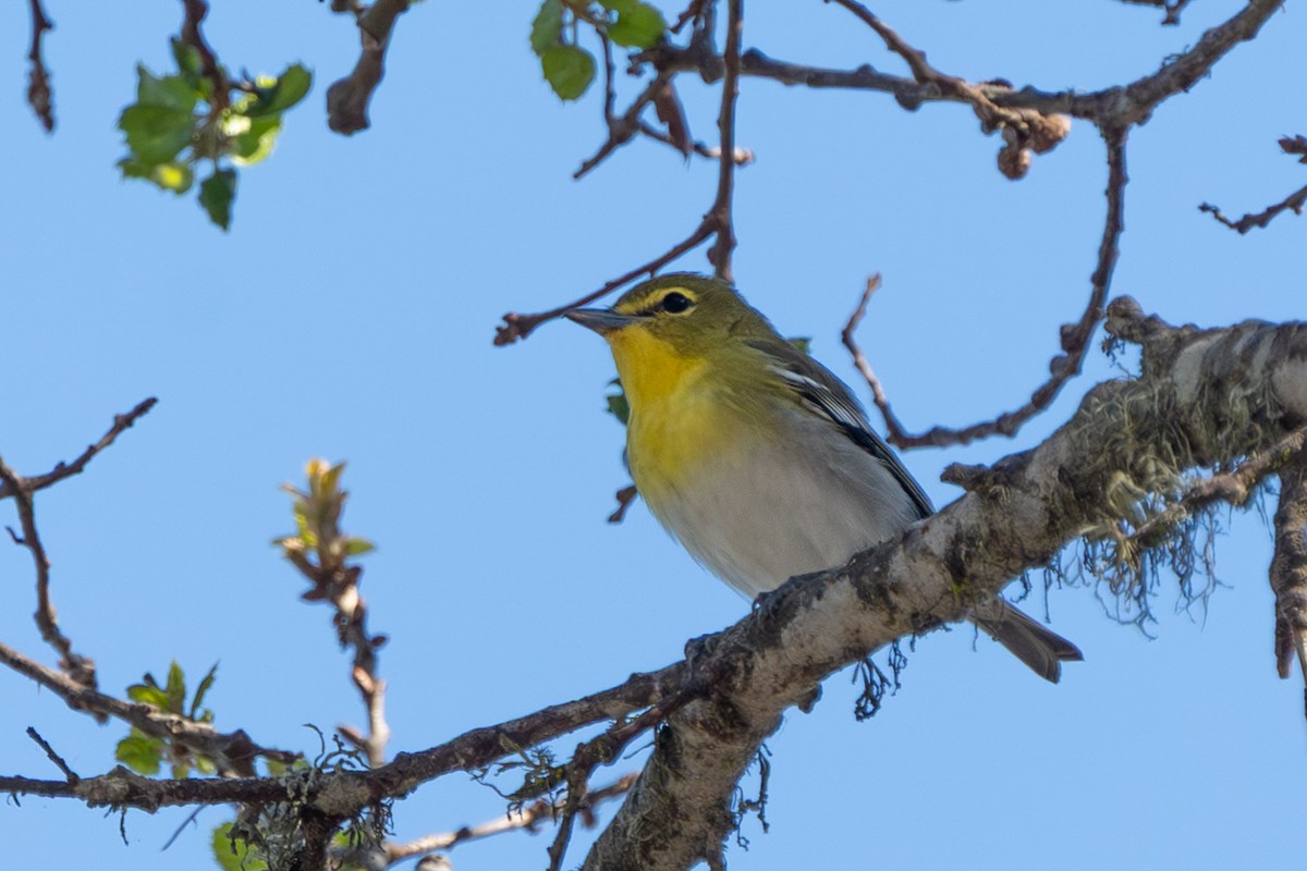 Yellow-throated Vireo - ML643253800
