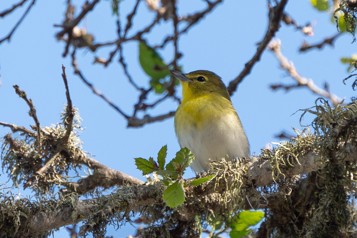 Yellow-throated Vireo - ML643253801