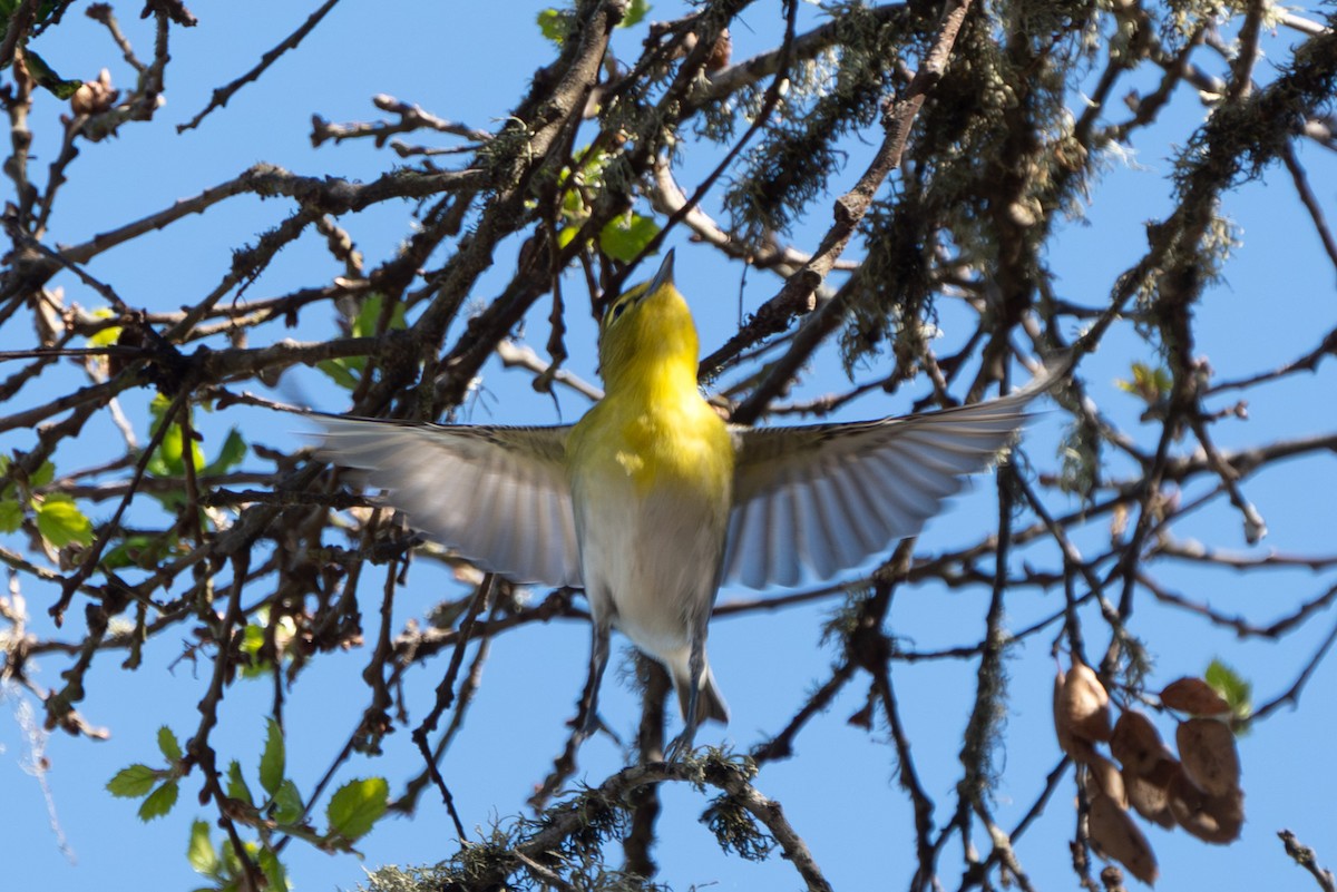 Yellow-throated Vireo - ML643253802