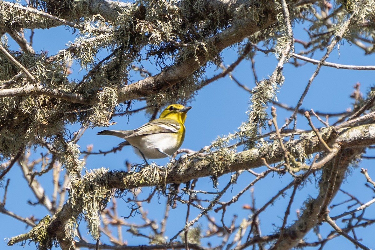 Yellow-throated Vireo - ML643253803