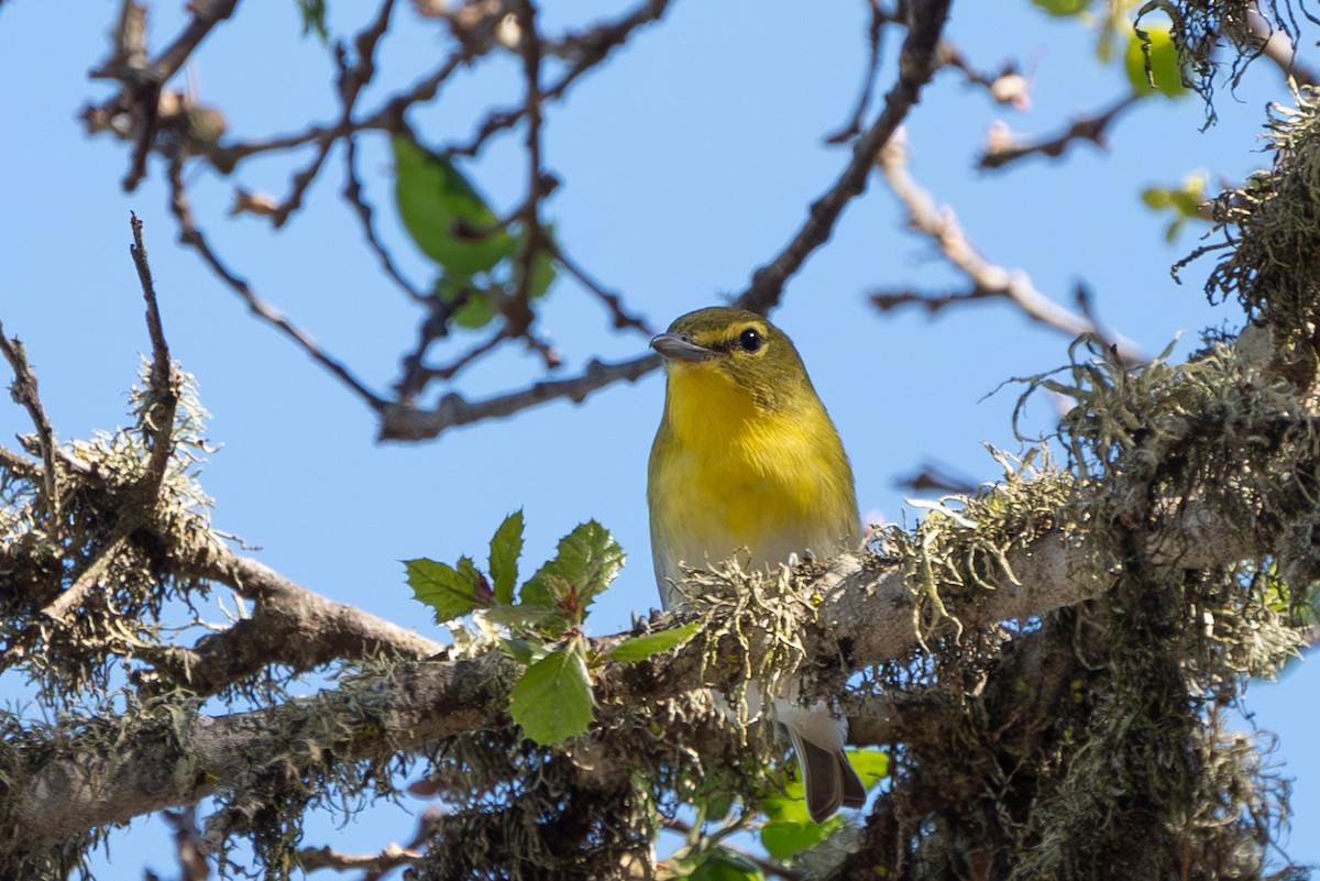 Yellow-throated Vireo - ML643253804