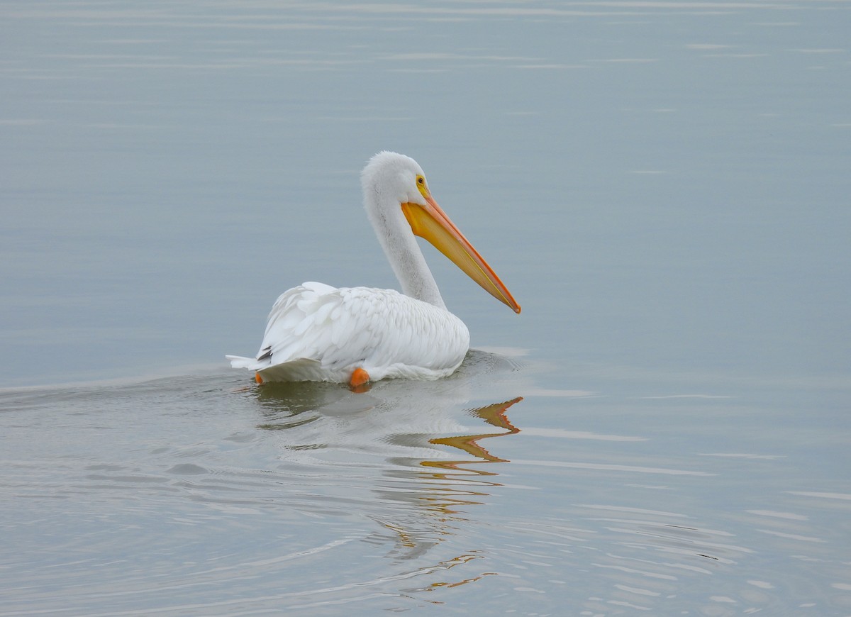 American White Pelican - ML643253855