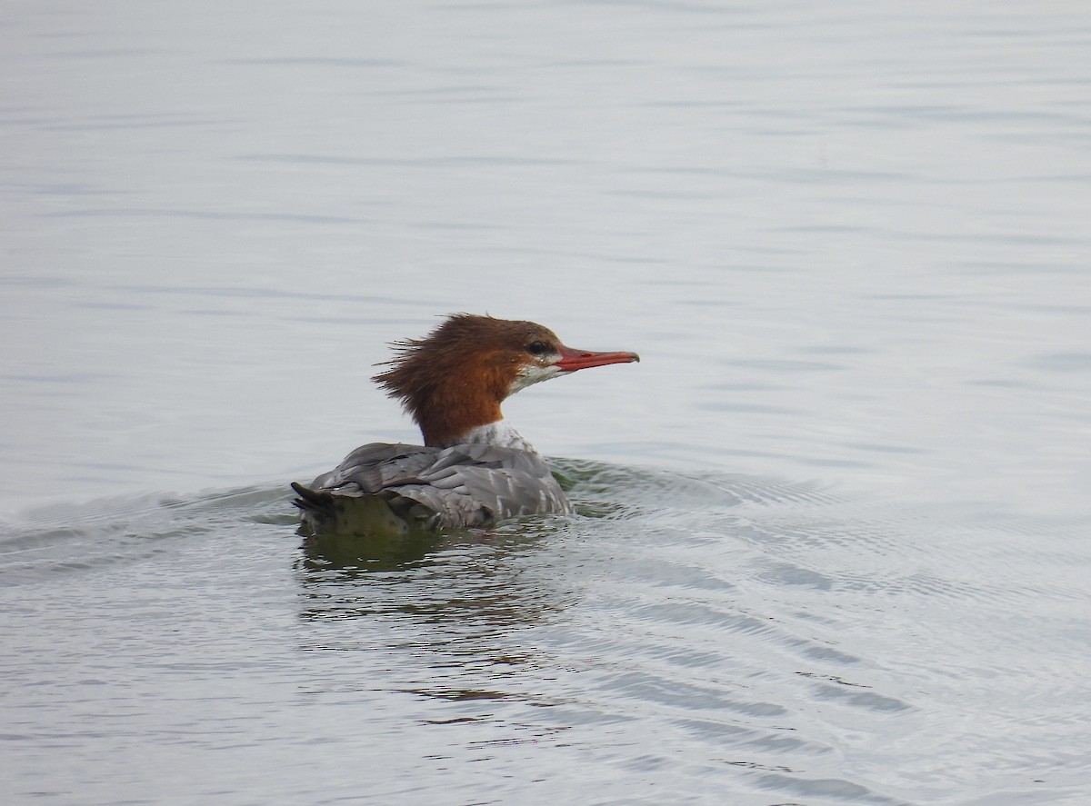 Common Merganser - ML643253864