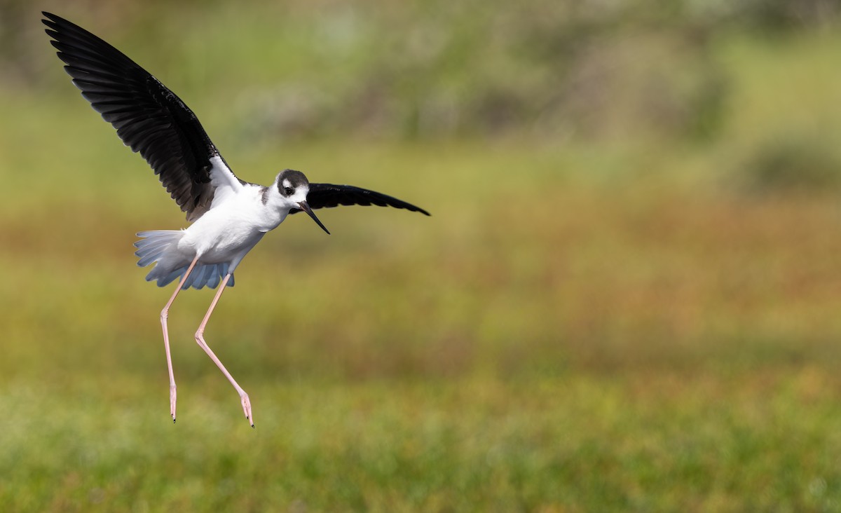 Black-necked Stilt - ML643253869