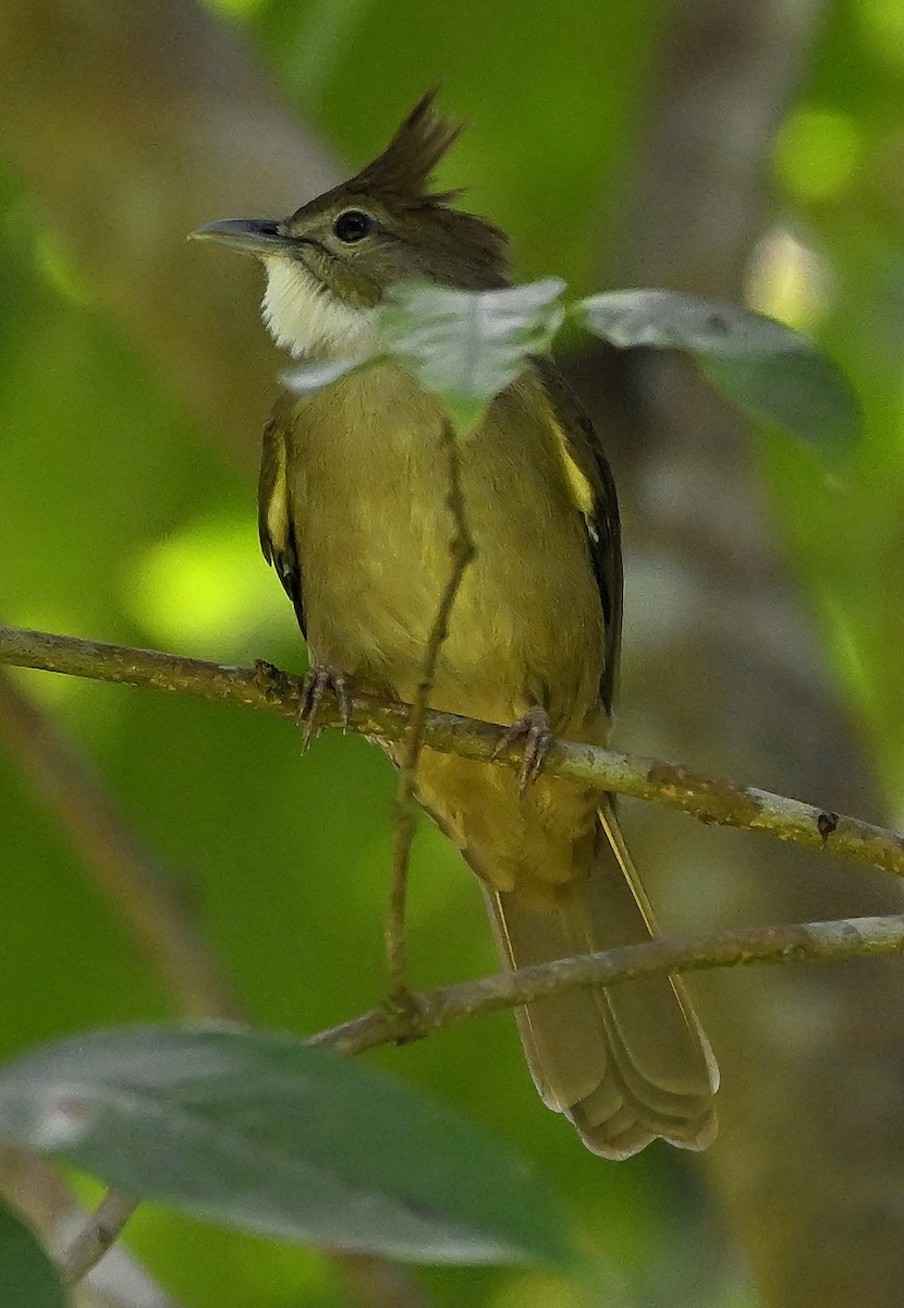 Bulbul ocré - ML643253889
