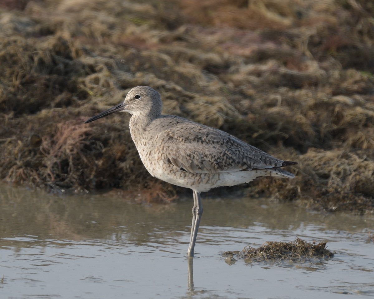 Willet - ML643253891