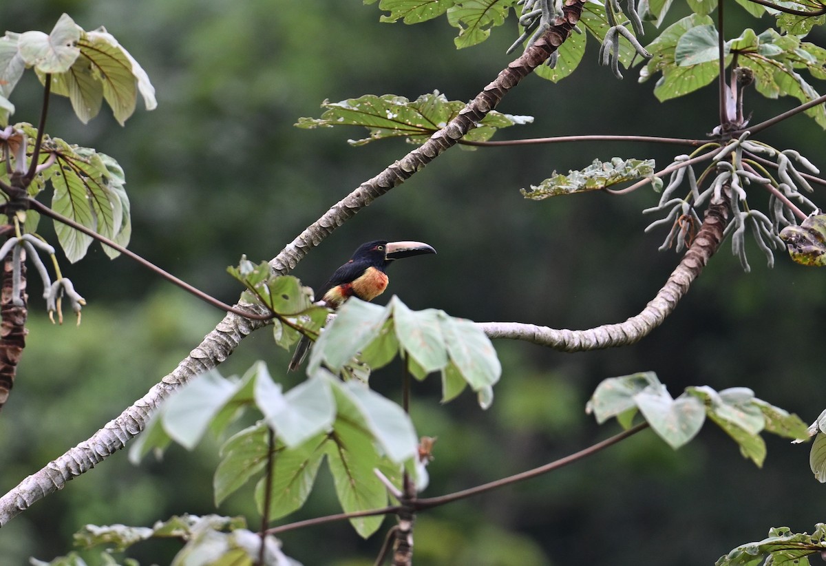 Collared Aracari - ML643253893