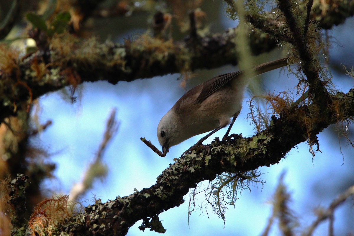 Whitehead - ML643253895