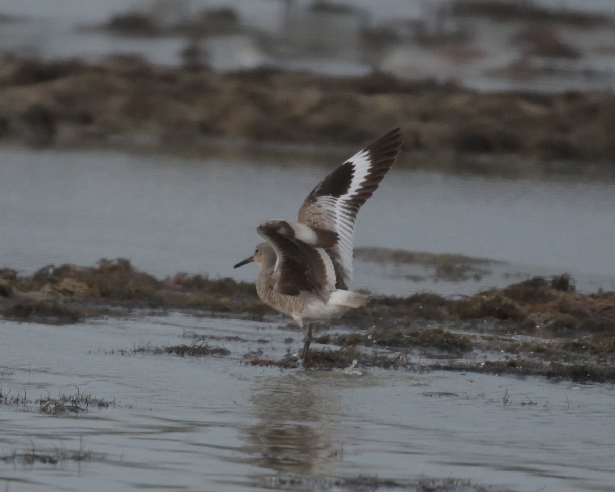Willet - ML643253896