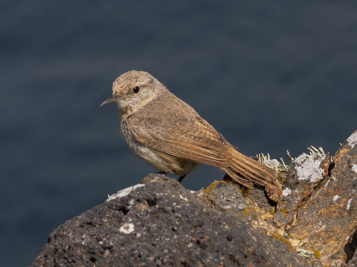Rock Wren - ML643253929