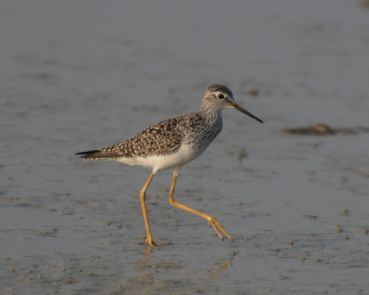 Lesser Yellowlegs - ML643253979