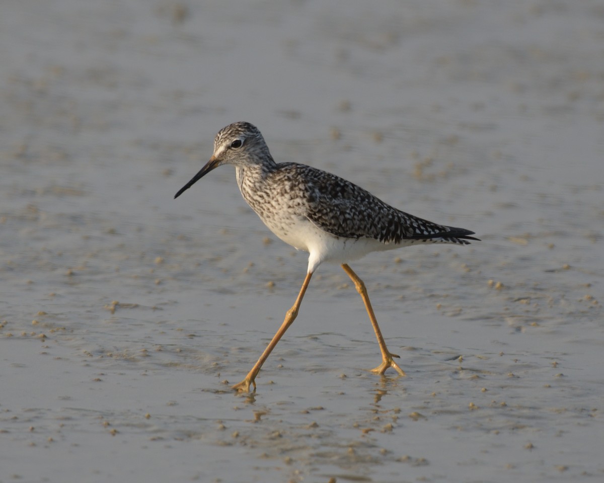 Lesser Yellowlegs - ML643253980