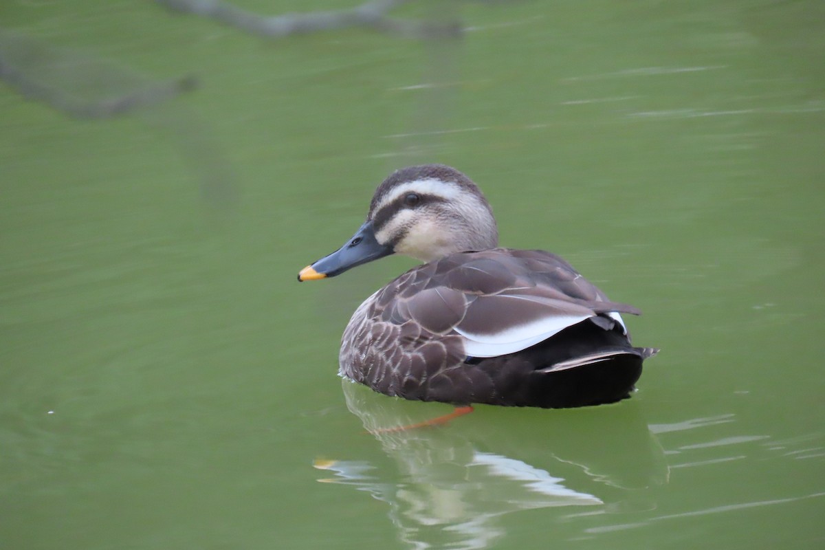 Eastern Spot-billed Duck - ML643253982
