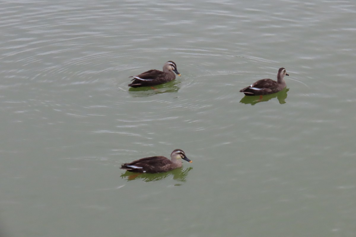 Eastern Spot-billed Duck - ML643253985