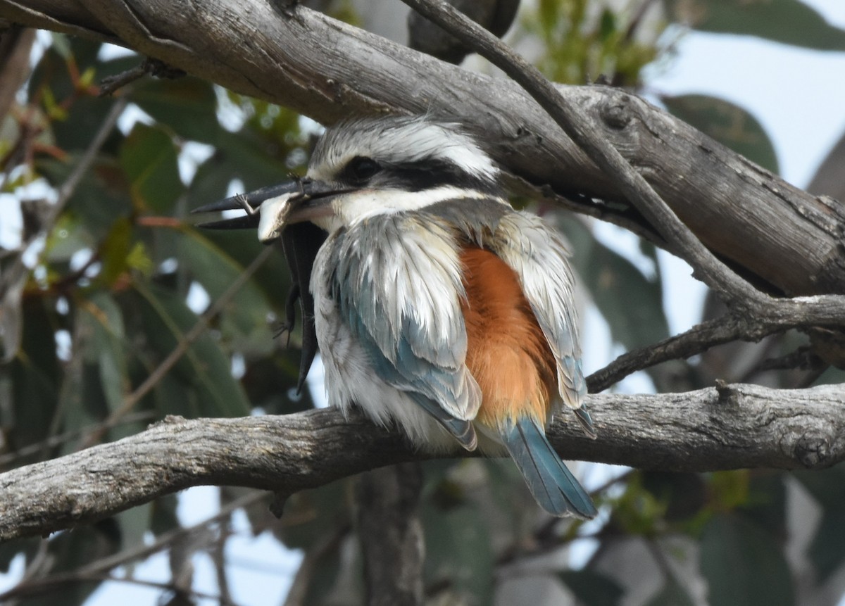 Red-backed Kingfisher - ML643253989