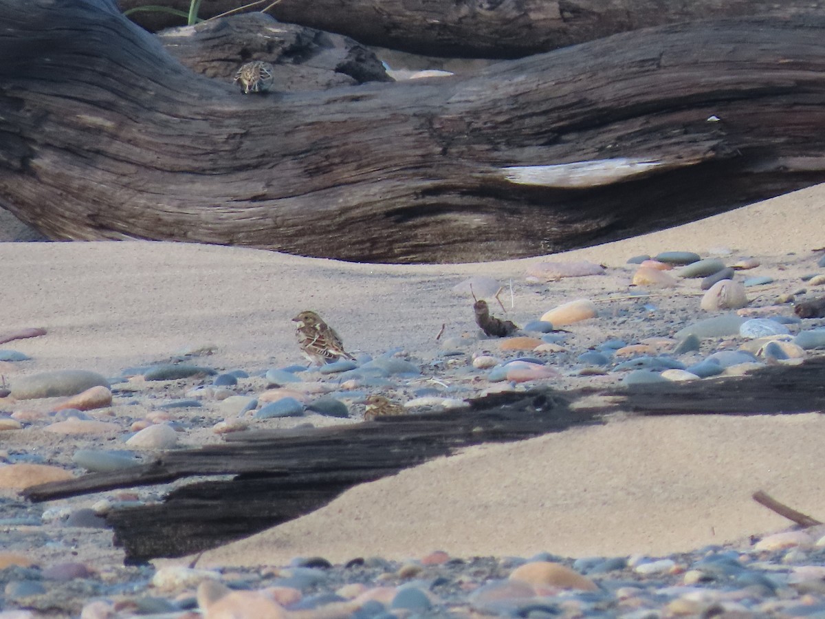 Буулгат хөмрөг - ML643253992