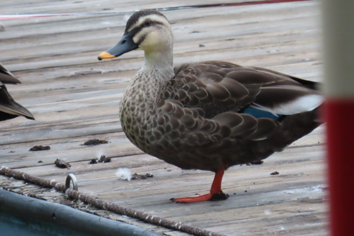 Eastern Spot-billed Duck - ML643253993