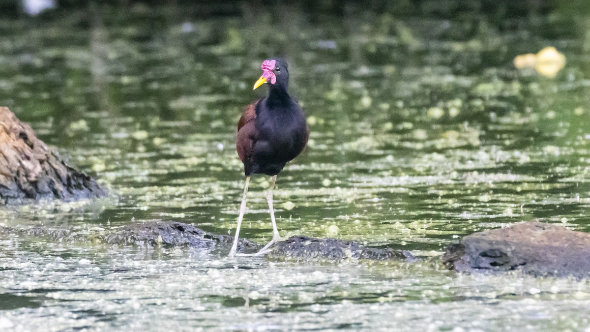 Wattled Jacana - ML643253996