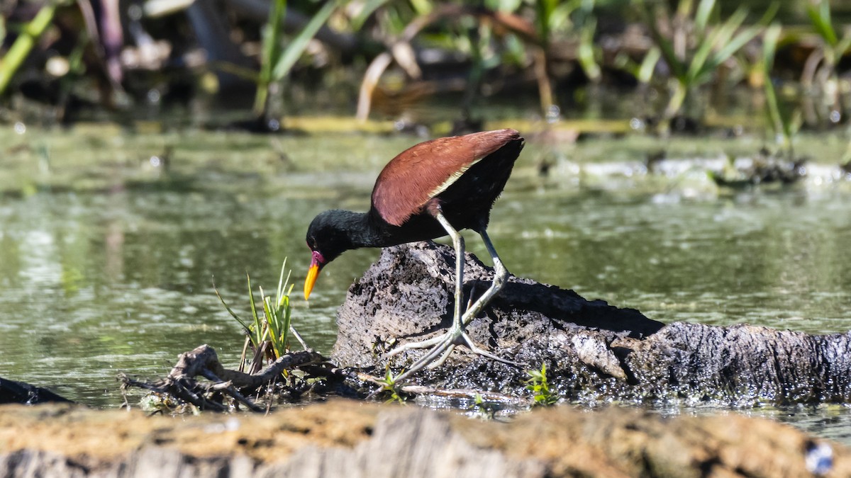 Wattled Jacana - ML643253997
