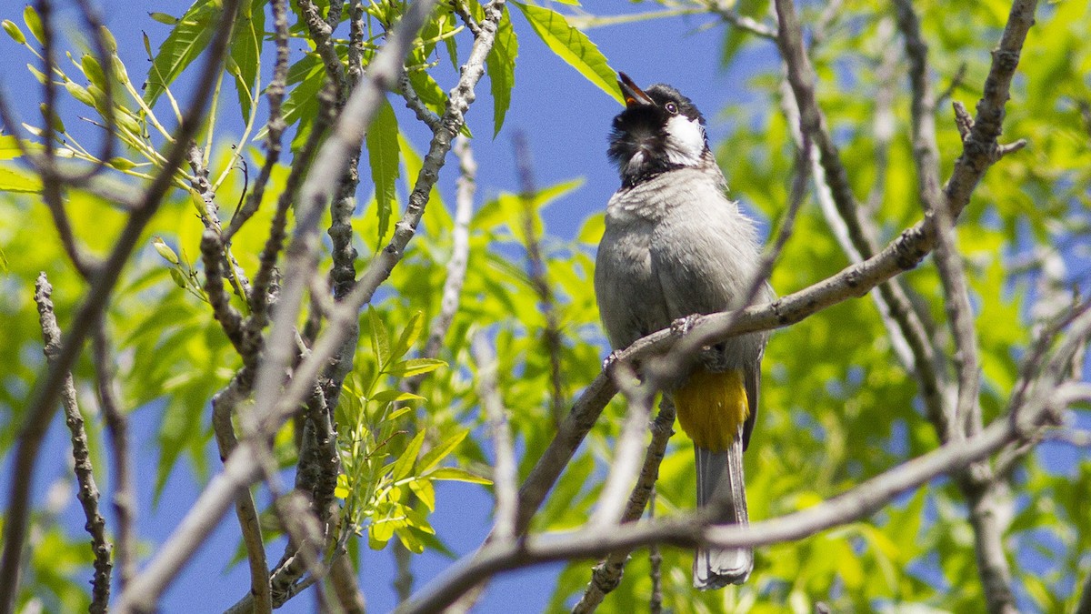 White-eared Bulbul - ML643254022