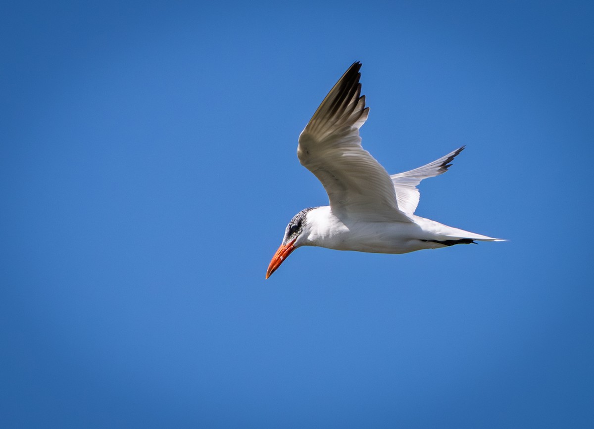 Caspian Tern - ML643254025