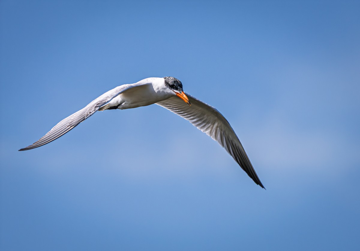 Caspian Tern - ML643254027