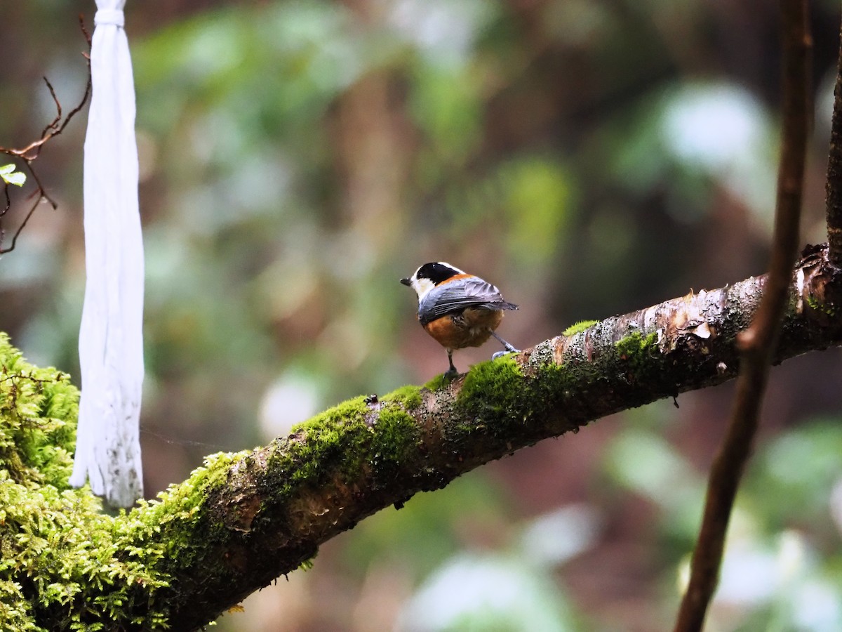Varied Tit - ML643254036