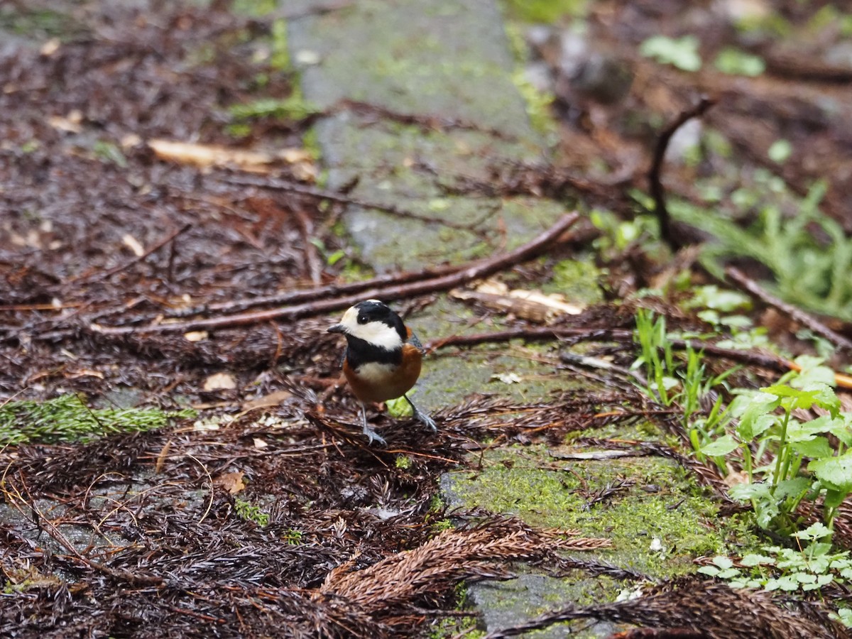 Varied Tit - ML643254038
