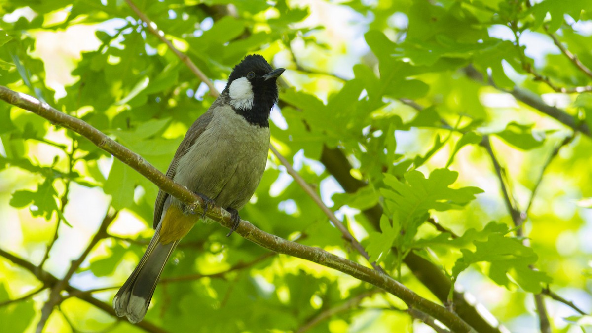 White-eared Bulbul - ML643254041