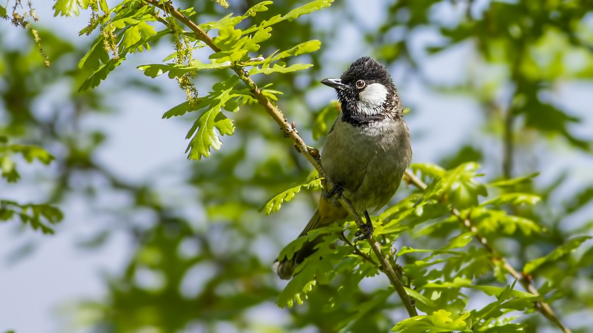 White-eared Bulbul - ML643254043