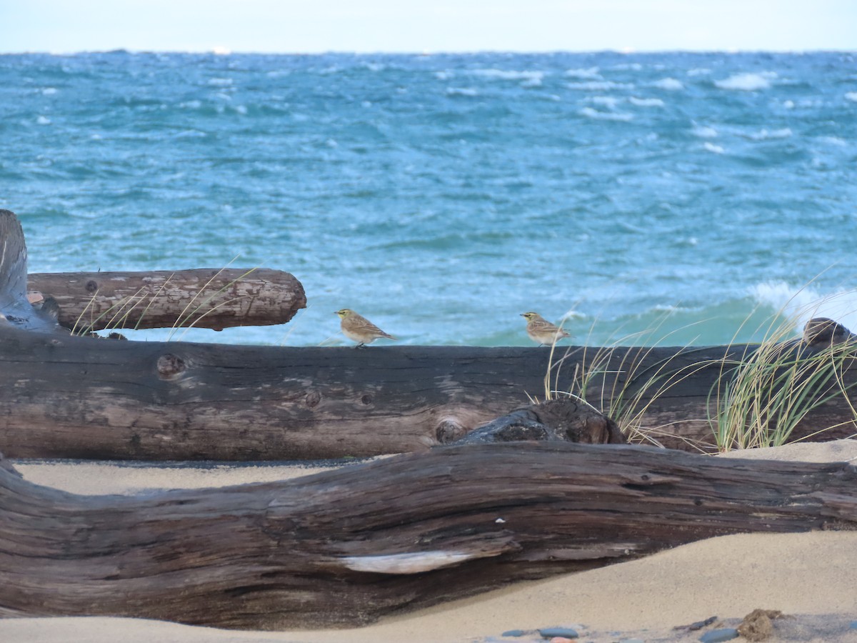 Эвэрт болжмор - ML643254044