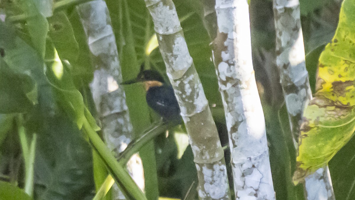 American Pygmy Kingfisher - ML643254047