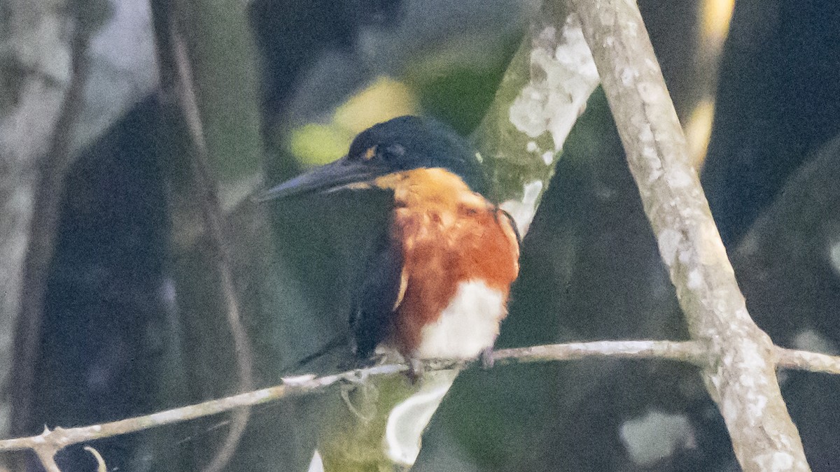 American Pygmy Kingfisher - ML643254048