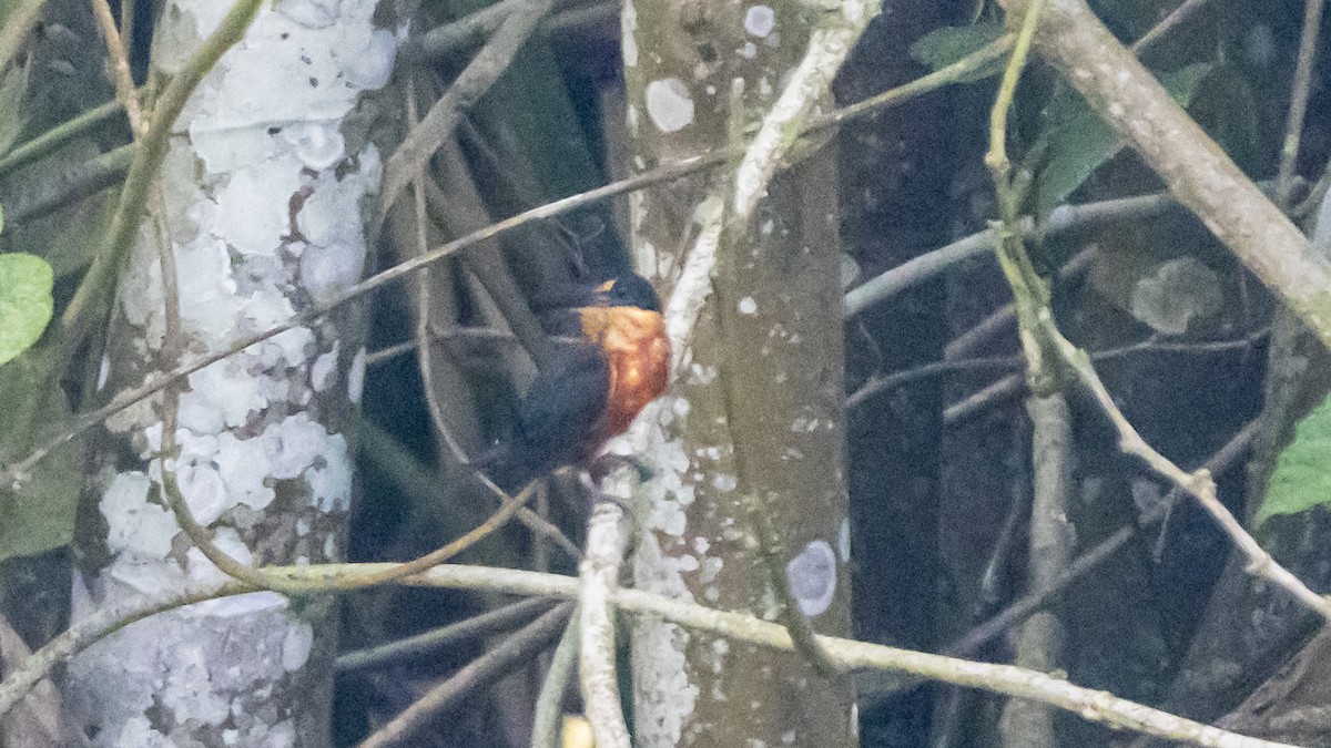 American Pygmy Kingfisher - ML643254049