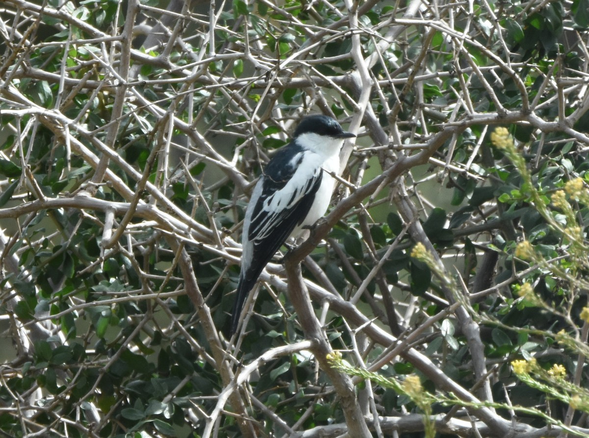 White-winged Triller - ML643254071