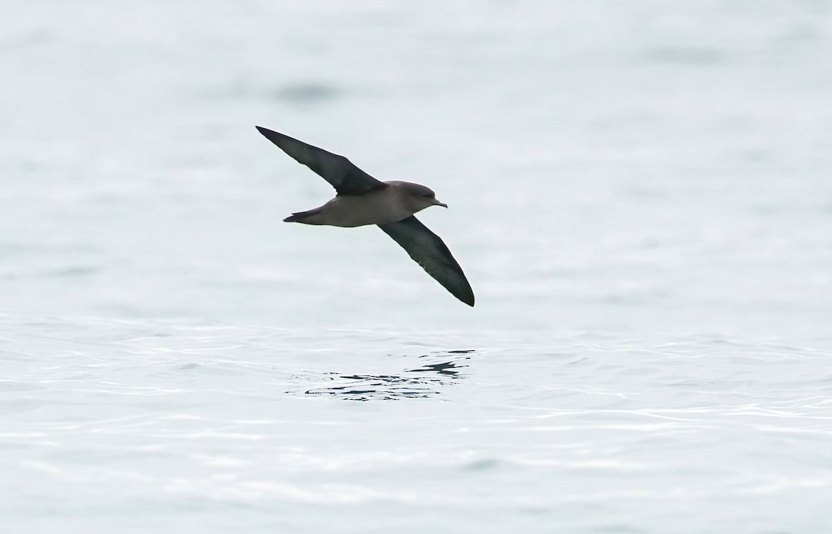 Short-tailed Shearwater - ML643254099