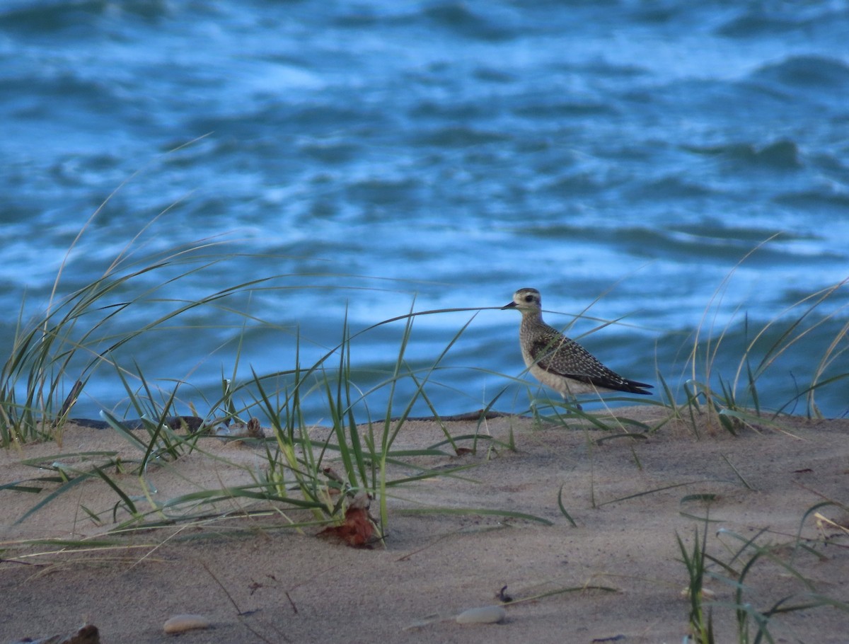 American Golden-Plover - ML643254102