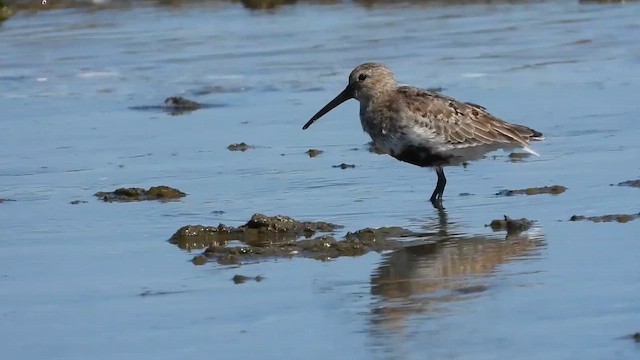 Bécasseau variable - ML643254109