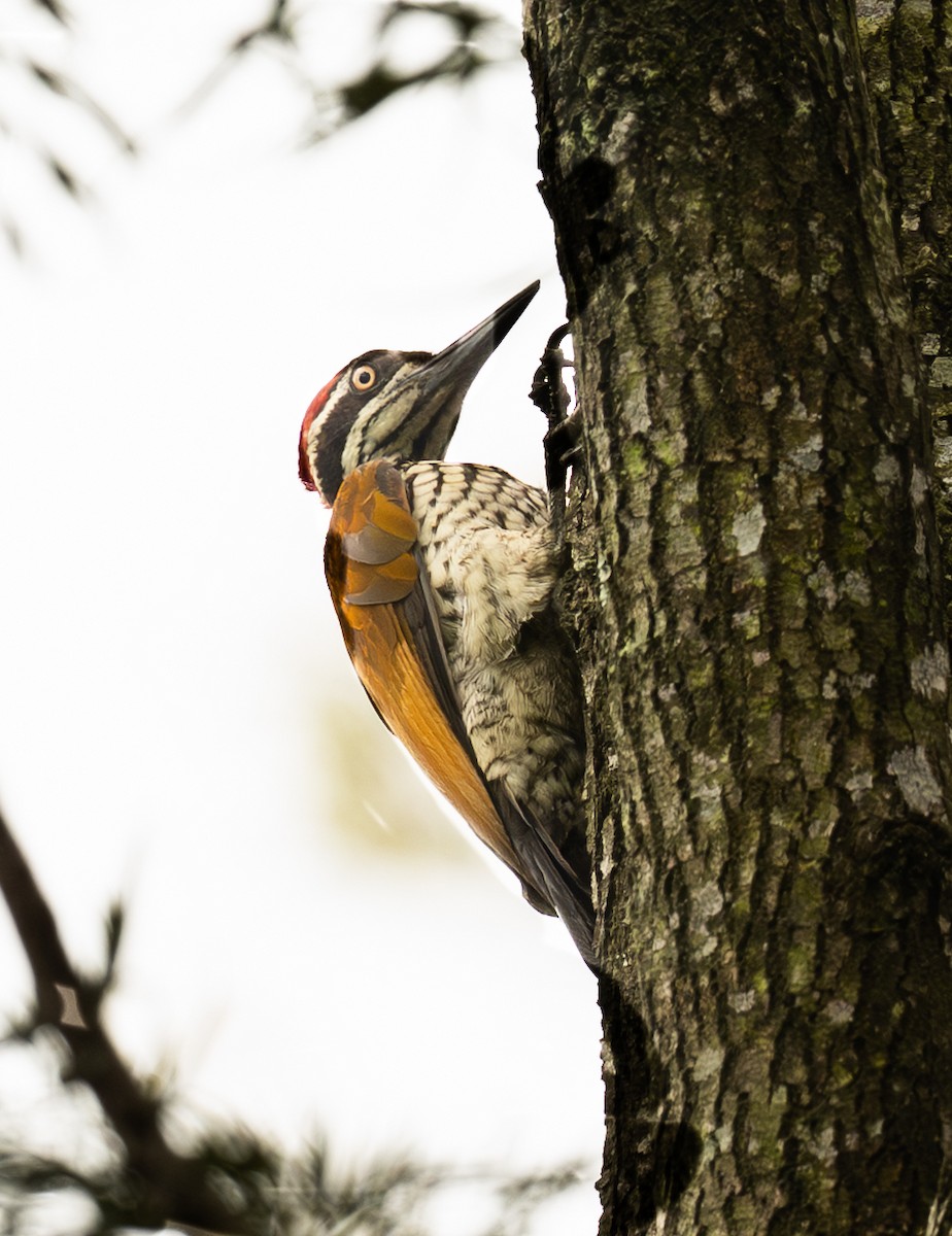 Malabar Flameback - ML643254130