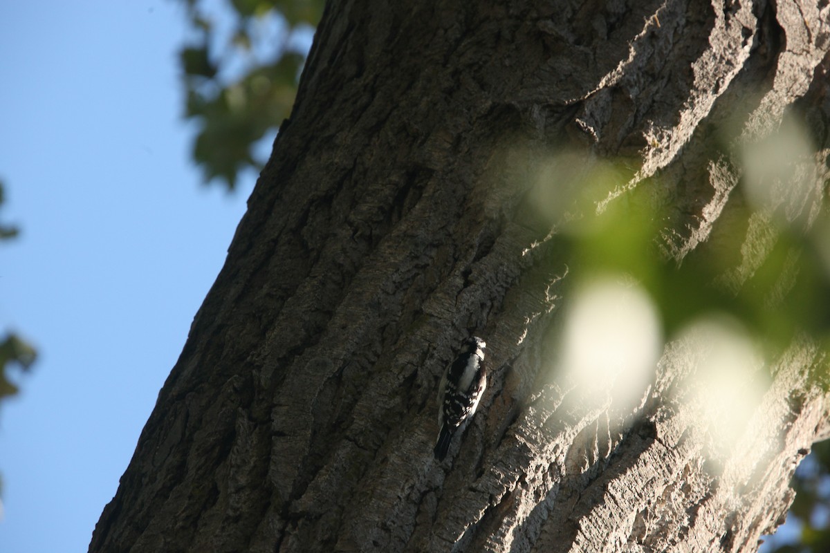 Downy Woodpecker - ML643254142