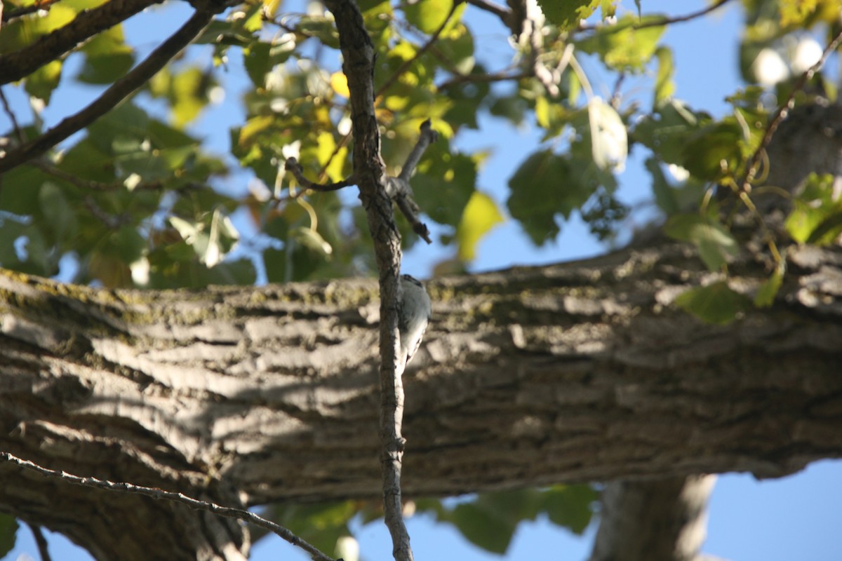 Downy Woodpecker - ML643254143
