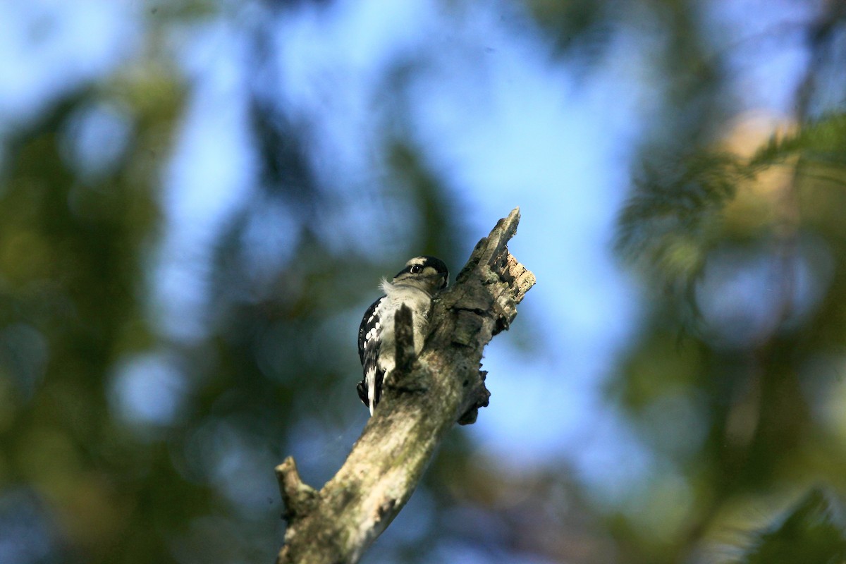 Downy Woodpecker - ML643254144