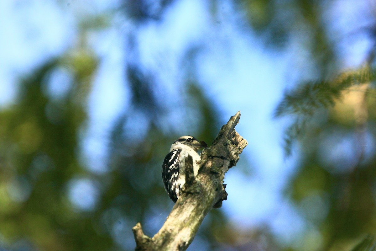 Downy Woodpecker - ML643254145