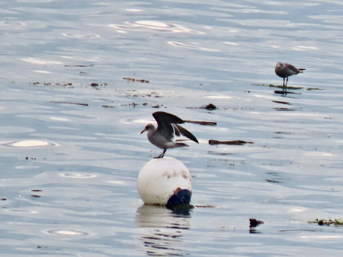 Heermann's Gull - ML643254155