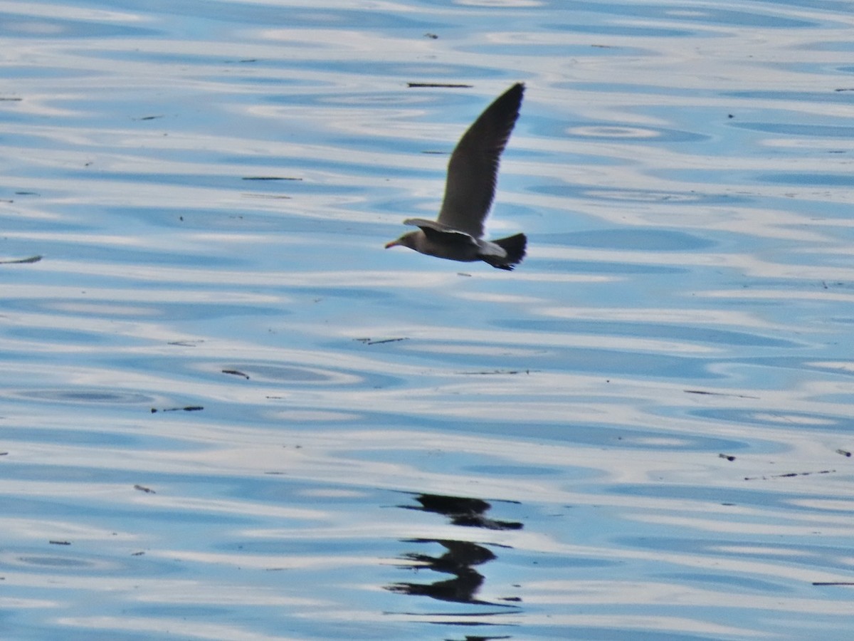 Heermann's Gull - ML643254170