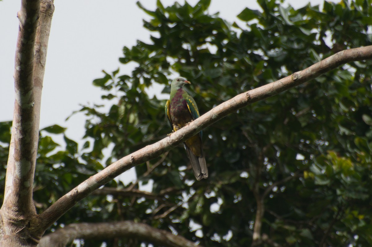 Wompoo Fruit-Dove - ML643254181